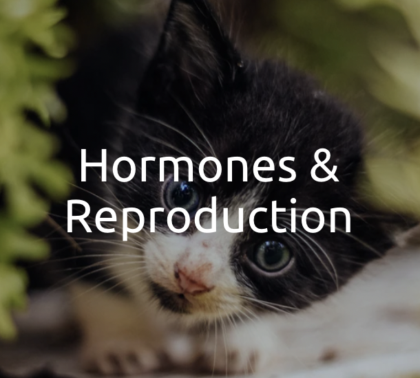 Hormones & Reproduction