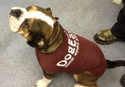 DogEase Pet Medical Bodysuit Anxiety Free Post Whelping Comfortable Reusable XL