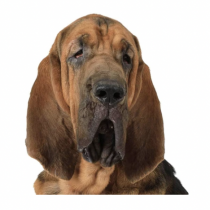 Bloodhound Nose Butter 1oz Tin