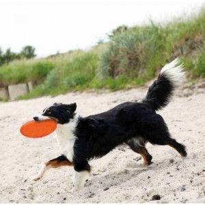Trixie Dog Puppy Dog Disc TPR Floatable 18cm Throw Retrieve play toy water games