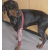 DogEase-Leg Sleeve front leg injury stop licking wound can use with dressing M/L