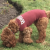 DogEase Pet Medical Bodysuit Anxiety Free Post Whelping Comfortable Reusable M